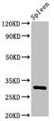 CD25 antibody, LS-C670510, Lifespan Biosciences, Western Blot image 