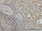 BUB1 Mitotic Checkpoint Serine/Threonine Kinase B antibody, 51-430, ProSci, Immunohistochemistry frozen image 