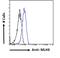 MutL Homolog 3 antibody, 45-889, ProSci, Immunofluorescence image 