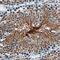 Basigin (Ok Blood Group) antibody, MAB7721, R&D Systems, Immunohistochemistry frozen image 