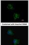 Taste 1 Receptor Member 1 antibody, PA5-30597, Invitrogen Antibodies, Immunofluorescence image 