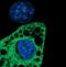 Stearoyl-CoA Desaturase antibody, PA5-17409, Invitrogen Antibodies, Immunofluorescence image 