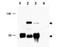 CREB Regulated Transcription Coactivator 1 antibody, NBP1-02438, Novus Biologicals, Western Blot image 