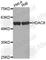Histone Deacetylase 8 antibody, A2323, ABclonal Technology, Western Blot image 