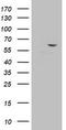 DDX21 antibody, TA802941S, Origene, Western Blot image 