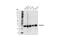 Ras-related protein Rab-27A antibody, 95394S, Cell Signaling Technology, Western Blot image 