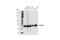 RAB27A, Member RAS Oncogene Family antibody, 95394S, Cell Signaling Technology, Western Blot image 