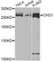 Chromodomain Helicase DNA Binding Protein 1 antibody, A7883, ABclonal Technology, Western Blot image 