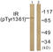 Insulin Receptor antibody, LS-C199131, Lifespan Biosciences, Western Blot image 