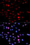 Structural Maintenance Of Chromosomes 1A antibody, abx000162, Abbexa, Western Blot image 