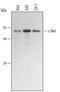 REL Proto-Oncogene, NF-KB Subunit antibody, MAB2699, R&D Systems, Western Blot image 