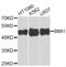 BMI1 Proto-Oncogene, Polycomb Ring Finger antibody, orb129539, Biorbyt, Western Blot image 