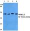 Mitogen-Activated Protein Kinase Kinase 1 antibody, PA5-36824, Invitrogen Antibodies, Western Blot image 