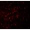 WD Repeat Domain, Phosphoinositide Interacting 1 antibody, MBS153628, MyBioSource, Western Blot image 