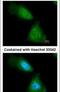 Enolase 1 antibody, PA5-21387, Invitrogen Antibodies, Immunofluorescence image 