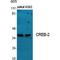 ATF4 antibody, LS-C382896, Lifespan Biosciences, Western Blot image 