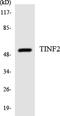 TERF1 Interacting Nuclear Factor 2 antibody, LS-C200787, Lifespan Biosciences, Western Blot image 