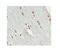 SRY-Box 10 antibody, 27-829, ProSci, Immunohistochemistry frozen image 