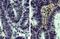 Collagen Type III Alpha 1 Chain antibody, NBP1-26547, Novus Biologicals, Immunohistochemistry paraffin image 