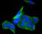 Angiotensin I Converting Enzyme 2 antibody, NBP2-67692, Novus Biologicals, Immunocytochemistry image 