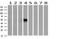 ETS Transcription Factor ERG antibody, NBP2-45520, Novus Biologicals, Western Blot image 