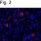 Glutamate Ionotropic Receptor AMPA Type Subunit 1 antibody, PA1-4516, Invitrogen Antibodies, Immunofluorescence image 