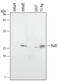 RAS Like Proto-Oncogene B antibody, MAB3920, R&D Systems, Western Blot image 