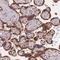 Transmembrane P24 Trafficking Protein 3 antibody, HPA049314, Atlas Antibodies, Immunohistochemistry frozen image 
