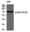 IL2 Inducible T Cell Kinase antibody, PA5-40292, Invitrogen Antibodies, Western Blot image 