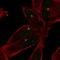 E2F-1 antibody, HPA029735, Atlas Antibodies, Immunofluorescence image 