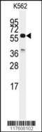 Cell Division Cycle 25C antibody, 63-248, ProSci, Western Blot image 