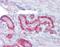 Transmembrane 4 L Six Family Member 1 antibody, orb95637, Biorbyt, Immunohistochemistry paraffin image 