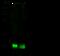 S100 Calcium Binding Protein A6 antibody, GTX02202, GeneTex, Western Blot image 