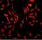 Ran GTPase Activating Protein 1 antibody, ab92360, Abcam, Immunofluorescence image 