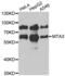 Metastasis-associated protein MTA3 antibody, abx005106, Abbexa, Western Blot image 