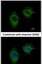 Methylenetetrahydrofolate Dehydrogenase (NADP+ Dependent) 2, Methenyltetrahydrofolate Cyclohydrolase antibody, PA5-30407, Invitrogen Antibodies, Immunofluorescence image 