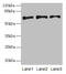 Plasminogen Activator, Tissue Type antibody, LS-C370754, Lifespan Biosciences, Western Blot image 