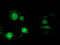 Microtubule-associated protein RP/EB family member 2 antibody, LS-C172781, Lifespan Biosciences, Immunofluorescence image 