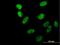 MRG Domain Binding Protein antibody, H00055257-B01P, Novus Biologicals, Immunocytochemistry image 