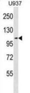 MCC Regulator Of WNT Signaling Pathway antibody, abx029386, Abbexa, Western Blot image 