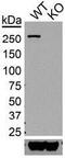 Leucine Rich Repeat Kinase 2 antibody, 73-266, Antibodies Incorporated, Western Blot image 