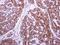 MAF BZIP Transcription Factor F antibody, GTX120264, GeneTex, Immunohistochemistry paraffin image 