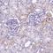 Insulin Like Growth Factor 2 antibody, NBP2-48510, Novus Biologicals, Immunohistochemistry frozen image 