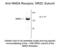 Glutamate Ionotropic Receptor NMDA Type Subunit 2C antibody, 50-130, ProSci, Western Blot image 