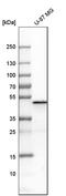 Perilipin-3 antibody, HPA006427, Atlas Antibodies, Western Blot image 