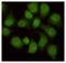 WD Repeat Domain 77 antibody, GTX49156, GeneTex, Immunofluorescence image 