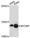 MYC Binding Protein antibody, A4623, ABclonal Technology, Western Blot image 