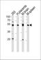 Histone H4 Transcription Factor antibody, PA5-35123, Invitrogen Antibodies, Western Blot image 