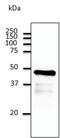 JAM-2 antibody, orb2981, Biorbyt, Western Blot image 