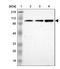 Nibrin antibody, NBP2-54661, Novus Biologicals, Western Blot image 